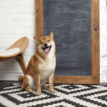 a shiba inu dog sitting in front of a blank chalk board