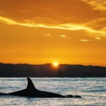 bitcoin whales sold 13b btc etfs.webp