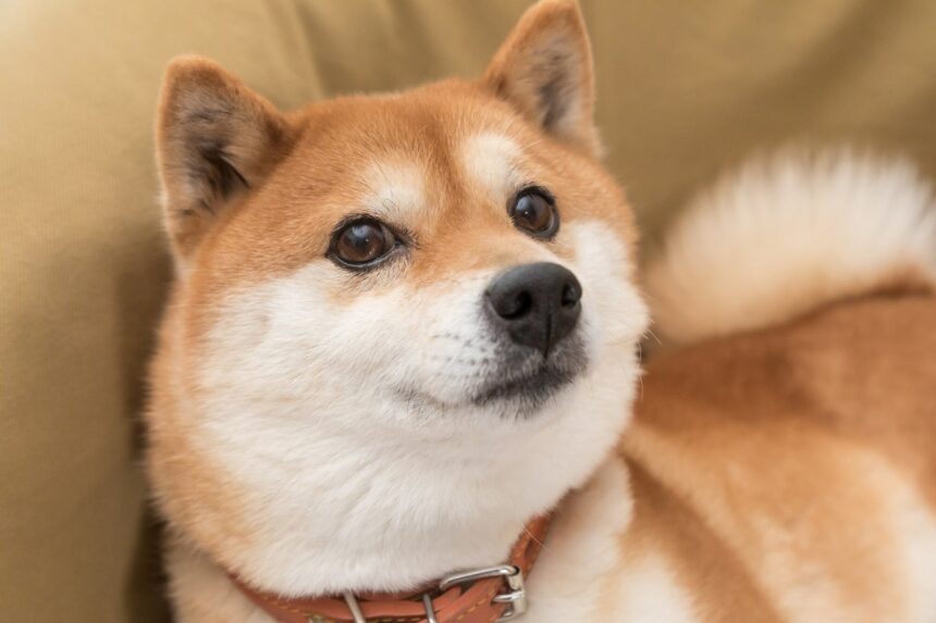doge