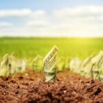 dollar bills growing in ground getty