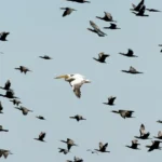 migration network.webp