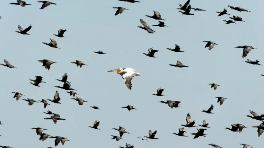 migration network.webp