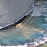 oceans hide gold studies confirm