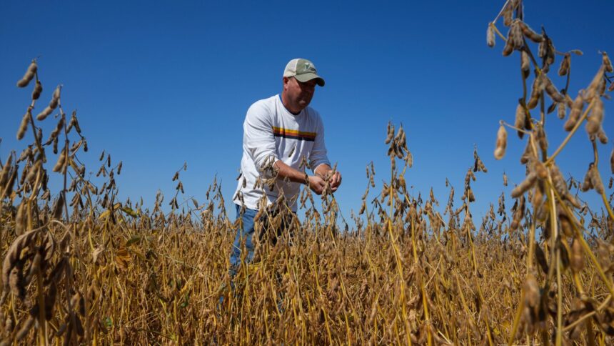 U.S. Soybean Farmers Face Crisis as China Stops Purchases Amid Trade Tensions 1 urlhttps3A2F2Fassets.apnews.com2Fd42F392F2e574dec19d032d00844abf3b8b32Fed255205afa246069b62