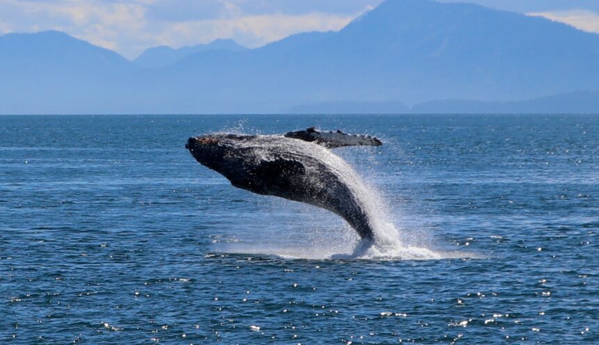 whale