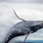 crypto whale.webp