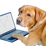dog with laptop