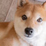 nervous shiba inu 5f8d89f