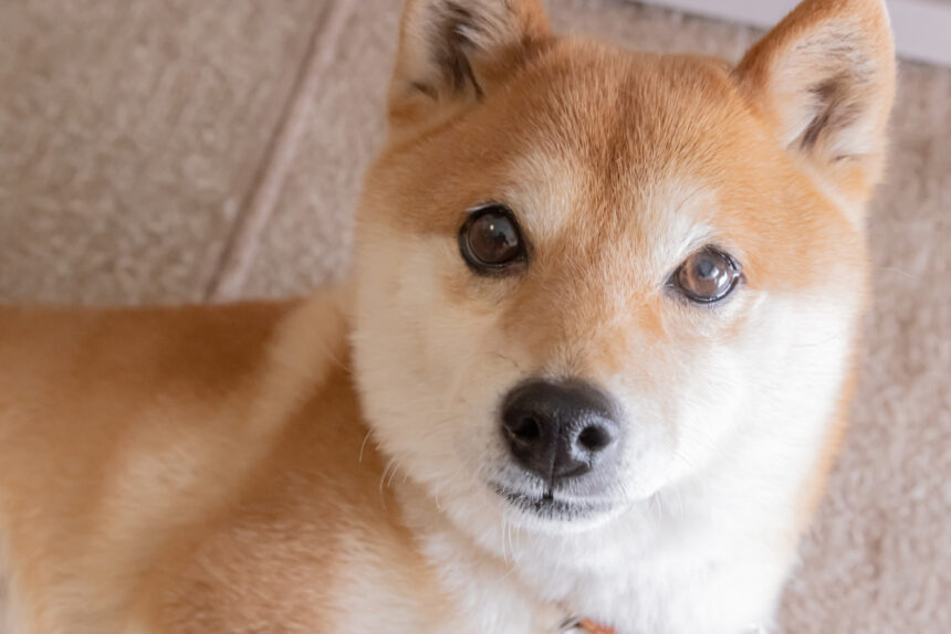 nervous shiba inu 5f8d89f