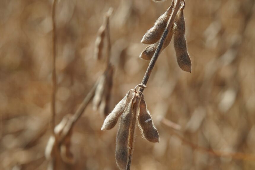 China Suspends Some U.S. Tariffs but Soybean Imports Still Face 13% Duty 1 102002175 soybeans 997c7582d12d4962b1af64e7a1885a46