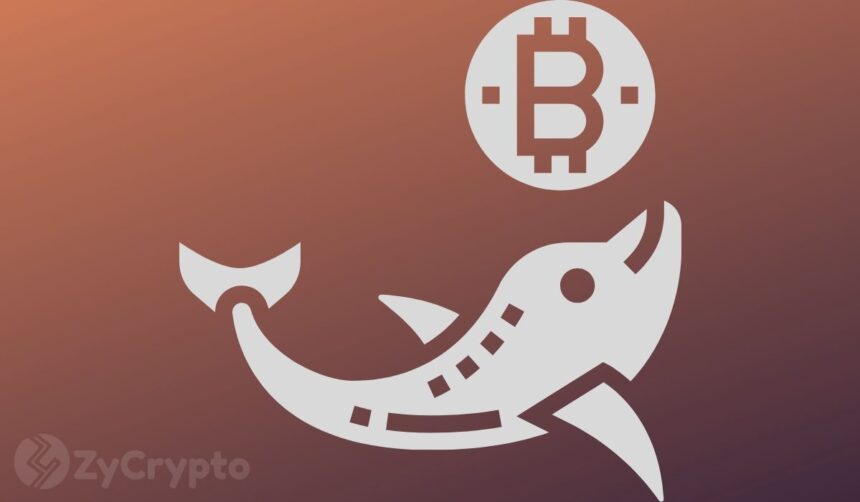 Bitcoin Whales Are Propping Markets As Bulls Regain 9000