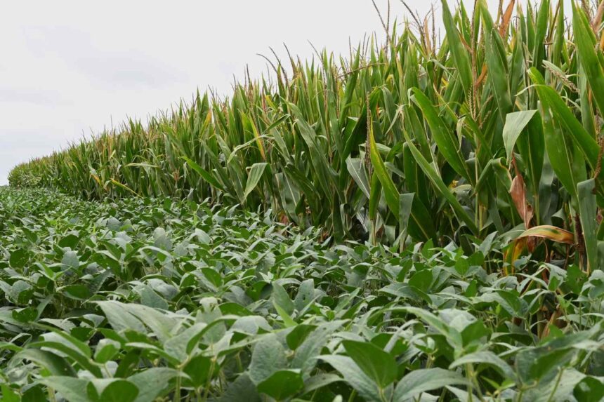 Corn and soybeans August 2025 Indiana c57b46534cdf48849ebf4366bd69e0fe