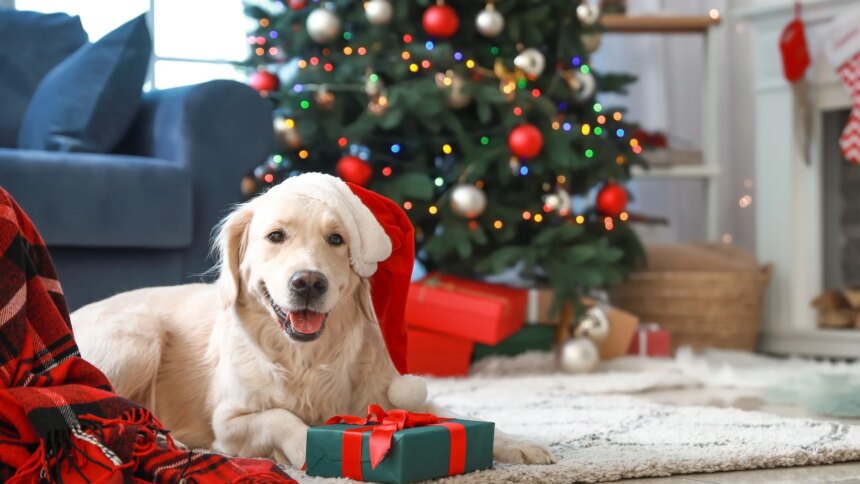 New York Attorney Sues IRS to Claim Dog as Tax Dependent 1 87887745007 getty images 2238590983