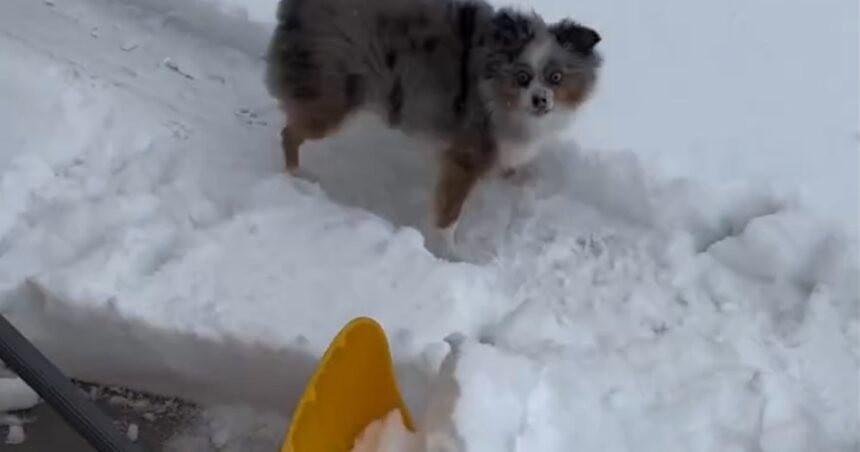 Dog Goes Viral for Obsession with Snow Shovel in Adorable Video