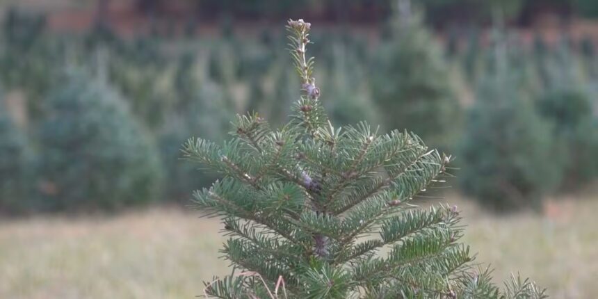 Every Soul Acres Christmas Tree Farm Thrives Despite Challenges