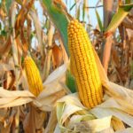 Ripe20corn20on20the20cob20in20a20field20via20branex20via20iStock