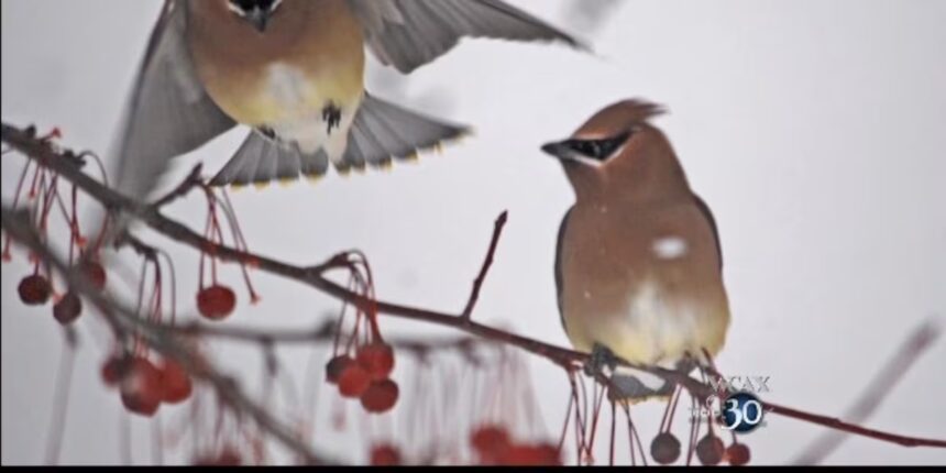 Vermont Anticipates Surge of Winter Finch Visitors Due to Irruption Year 1 Vermont Anticipates Surge of Winter Finch Visitors Due to Irruption Year
