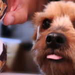 c0f34d70079c85427278bca47d51d5ea