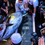 260105 Japan Tuna Auction 2 rs 3c4a31