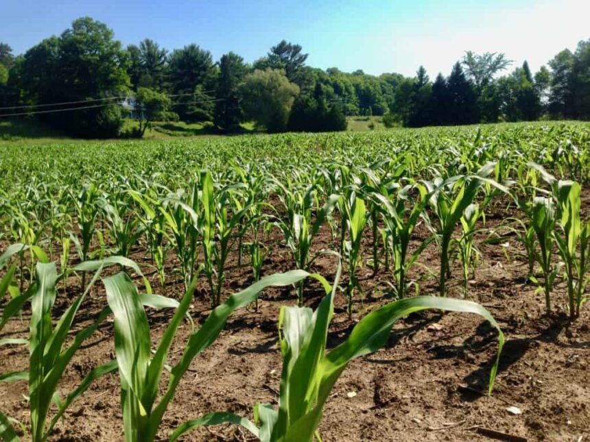 Green Corn Farm Grow Fields 1024x768