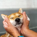 2188224018 gentle grooming of a shiba inu puppys face with soap and water ensuring a clean and healt