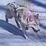 260410 wolf 2 rs 157ae4