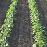 Rows20of20soybeans20in20a20field20by20Jana20Milin20via20iStock