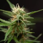 cannabisplant 1200x675