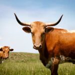 172184670 longhorn steer in grassy field under blue sky